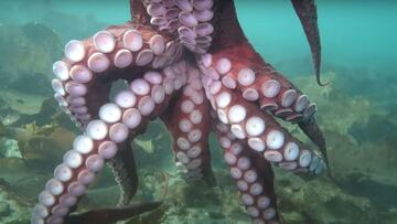 Un pulpo gigante visto desde abajo, con todos los tent&aacute;culos a la vista, en Vancouver Island, en octubre del 2022. 