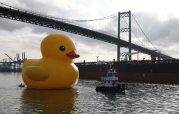 Un pato de goma gigante del artista Florentijn Hofman debajo del puente Vincent Thomas del puerto de Los Ángeles.