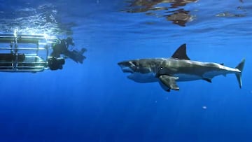 Tibur&oacute;n ataca a c&aacute;mara del programa Shark Week de Discovery Channel.