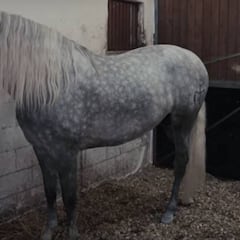 Sergio Ramos presume de caballo campeón