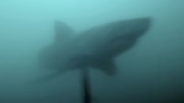 Un tibur&oacute;n blanco viene de cara hacia el buceador Johan Potgieter que practica pesca submarina. 