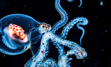 Shane Gross es un canadiense afincado en Bahamas que trabaja como fotoperiodista en favor de la conservación del mar. Se ha llevado premiocomo Wildlife Photographer of the year, Underwater photographer of the year, nature photographer of the year... 