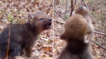 4-week-old wolf cub learning to howl brakes the Internet