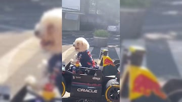 Perro piloto luce en las calles al puro estilo del ‘Checo’ Pérez