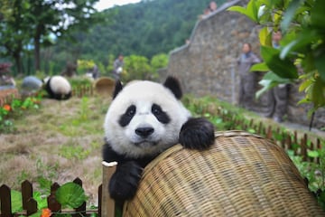 Los pandas se divierten jugando al fútbol en la reserva de Shenshuping.