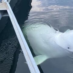 Revelan la causa de la muerte de la ‘ballena espía’ rusa