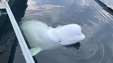 Revelan la causa de la muerte de la ‘ballena espía’ rusa