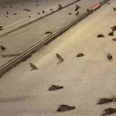 Aparecen cientos de pájaros muertos en el centro de Roma tras los fuegos artificiales de Año Nuevo