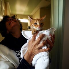 When is National Cat Day? Why is it celebrated?