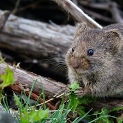 Australia se enfrenta a una plaga de ratones