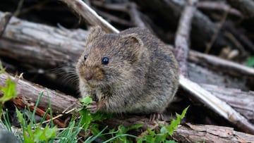 Australia se enfrenta a una plaga de ratones