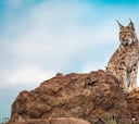 El lince ibérico se expande por España