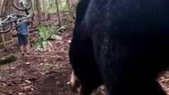 Un ciclista levanta su bici de MTB para asustar a un oso negro en el bosque de la Columbia Brit&aacute;nica (Canad&aacute;) en verano del 2021. 