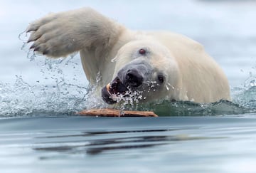 Mientras sus compa?eros se alimentaban con cadveres de delfines, este oso polar se diverta en el agua jugando con un palo, un comportamiento que nos recuerda ms a un perro que a un oso.