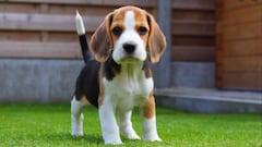 Los collares para perros que prohíbe la Ley de Bienestar Animal a partir del 29 de septiembre