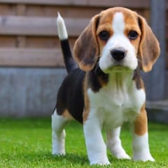 Los dos elementos que todavía no serán obligatorios con la nueva Ley de Bienestar Animal