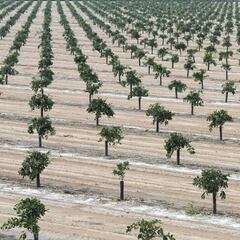 How much money has been paid in Golden State stimulus in California?