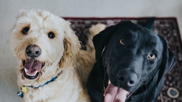 ¿Por qué hay razas de perros que tienen los ojos de distinto color y cuáles son?