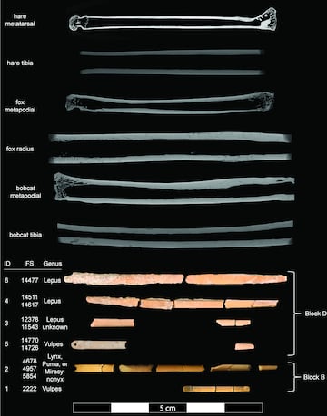 reconstrucciones y los escáneres Micro-CT