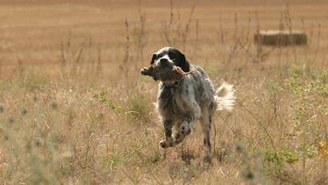 Perros de caza ¿Con cuál te quedarías?