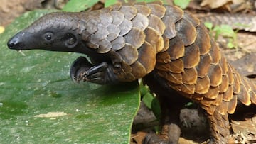 29/05/2023 La investigación dirigida por UCLA creó un valioso recurso genético para ayudar a controlar la caza furtiva, que es la razón principal por la que los pangolines están en peligro.
POLITICA INVESTIGACIÓN Y TECNOLOGÍA
RICHARD ROSOMOFF