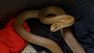 Snake in washing machine - artist's impression