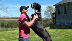 What is the tallest dog in the world?