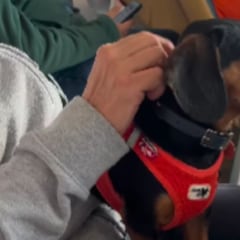 El adorable perro salchicha que ha hecho historia en internet al acercarse a una jubilada antes que a su dueño: “Elegí a esta dama”