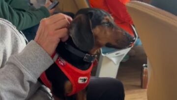 Instagram (maverickandhendrix)