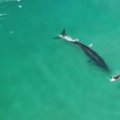 Espectáculo irrepetible: ballenas de 10 metros surfeando olas en la playa