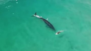 Una ballena Minke de 10 metros cogiendo una ola entre surfistas en Seven Mile Beach (Australia).