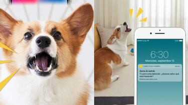 Vigila y juega con tus mascotas con la cámara Furbo top ventas