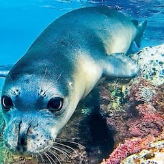 Matan a la célebre foca Kostis de un arponazo