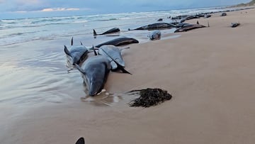 La falsa orca u orca negra ('Pseudorca crassidens') son unas especies cetceos odontocetos perteneciente a la familia Delphinidae que habita en aguas de zonas tropicales y subtropicales alrededor de los ocanos Pacfico, ?ndico y Atlntico.