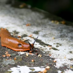 Un guía naturista asegura haber dado con la nueva súper arma para acabar con el caracol asesino