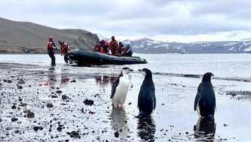 Miguel Ángel Peláez, veterinario del Ejército en la Antártida: “Los pingüinos tienen un estoicismo tremendo”