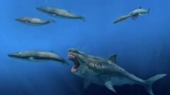 El megalodón, el tiburón más grande que jamás haya existido, tuvo que satisfacer un requerimiento energético diario de más de 98.000 kilocalorías.
J. J. GIRALDO