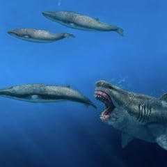 Nuevo hallazgo sobre el megalodón: comía una orca en cinco bocados
