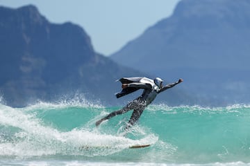 Un surfista con un traje y una capa de superhéroe monta una ola en el concurso Fancy Dresss Surf, en Ciudad del Cabo, Sudáfrica. Se trata de un festival en el que los participantes muestran sus habilidades sobre la tabla ataviados con curiosas indumentarias. El de la imagen compite con The silver surfer (El surfista plateado).
