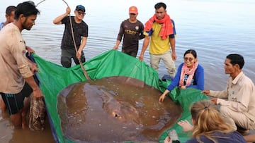 The crisis facing freshwater migratory fish is alarming experts, who say they are working against the clock to protect these species.