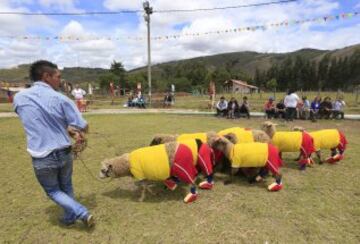 Las ovejas van al Mundial