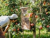 Una manzana que se cultiva con responsabilidad en un paraíso natural
