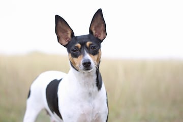 La altura de estos Toy Terrier ronda los 25 cm y rara vez supera los 29cm. Su peso varía entre los 1,6 y los 3,2 kilogramos. El Fox Terrier Americano o mini, surge en Estados Unidos a principios del siglo XX, de la mano de algunos criadores del lugar. Estos criadores comenzaron a seleccionar los ejemplares de Fox Terrier de pelo liso más pequeños para conseguir reducir la talla de la raza. 