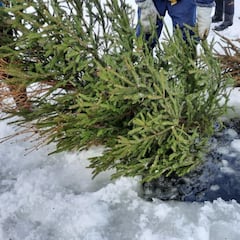 Los científicos arrojan 1.500 árboles de Navidad al lago y lo que descubren dejan boquiabiertos a los biólogos