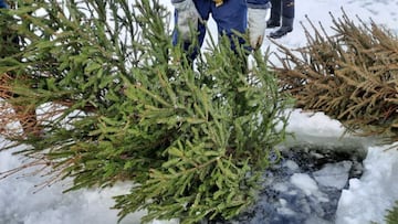 Los científicos arrojan 1.500 árboles de Navidad al lago y lo que descubren dejan boquiabiertos a los biólogos
