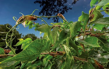 Las cigarras periódicas se pasan de 13 a 17 años en el suelo y solo emergen para reproducirse. En mayo y junio del año pasado, y por primera vez en 221 años, la cría XIII (17 años) y la cría XIX (13 años) surgieron simultáneamente en el medio Oeste y Sudeste de los EE.UU.