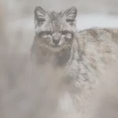 Captan por primera vez en cámara al “Fantasma de los Andes” cerca de Santiago: primeras imágenes