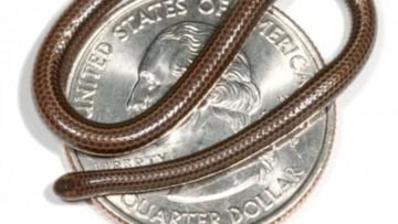 Llevaba 20 años sin aparecer y ahora está de vuelta: redescubren la serpiente más pequeña del mundo