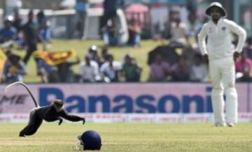 Un mono cruza el césped en el partido de cricket entre Sri Lanka y la India.