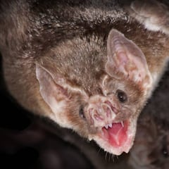 Seis nuevos tipos de coronavirus descubiertos en murciélagos